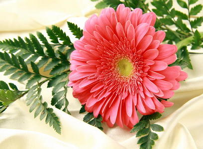 绸缎上的粉红色亮非洲菊