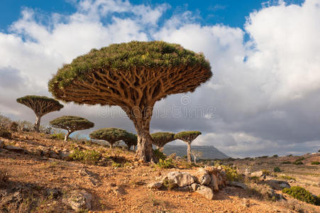 也门索科特拉霍姆希尔高原的龙树