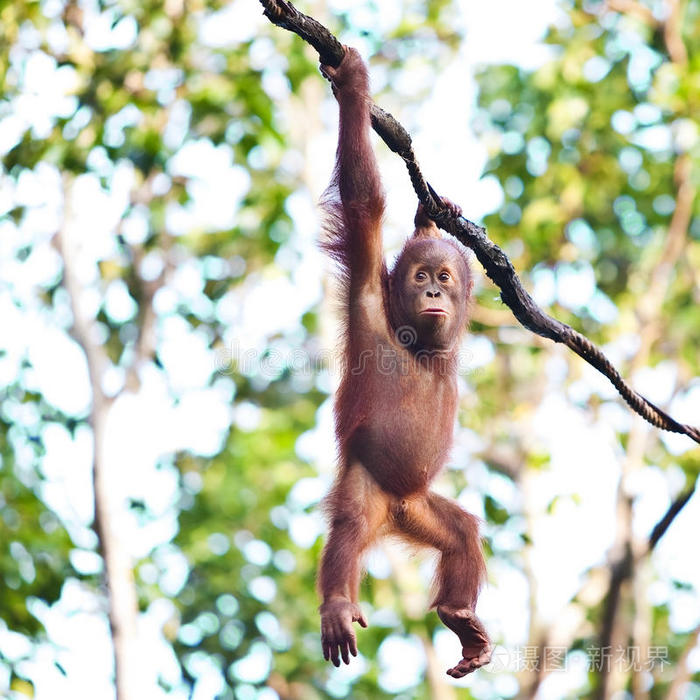 挂在藤上的猩猩