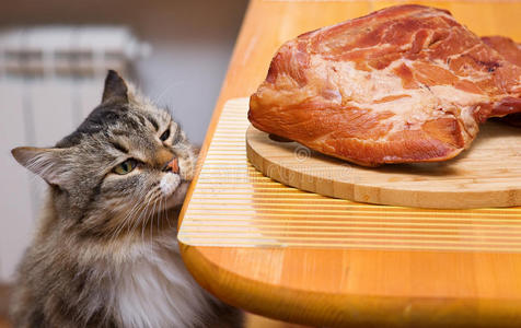 猫看着桌子上的一块肉