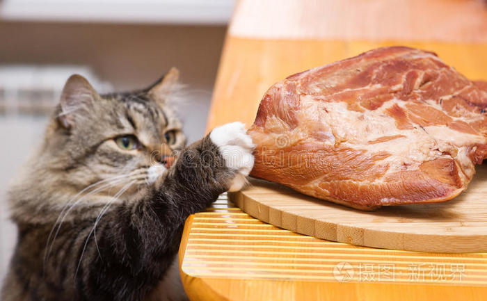 猫从餐桌上偷肉