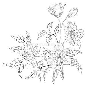 海娜花海维斯图片-海娜花海维斯素材-海娜花海维斯插画-摄图新视界