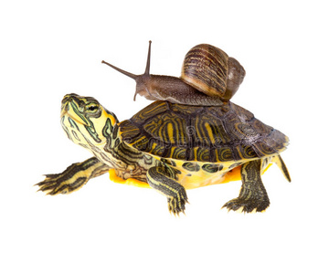 懒蜗牛抬龟