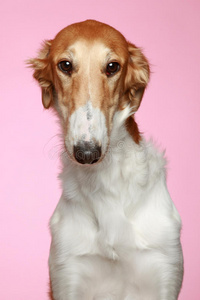 俄罗斯猎狼幼犬(5个月)特写照片照片