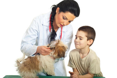 兽医检查小狗的耳朵