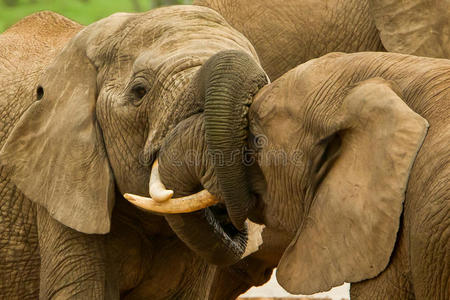 长鼻紧锁的大象