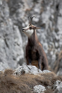 山地山羊自然栖息地