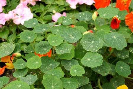 时尚纹理红色菱形感叹号图标警告标志注意按钮深圳