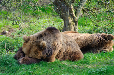 睡觉的熊