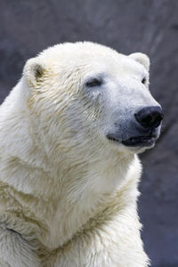 北极熊肖像