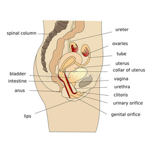 女性子宫侧指向侧面的年轻女性侧配置文件不快乐年轻女性朋友看着对方