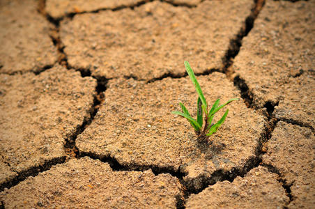 裂的土裂土照片