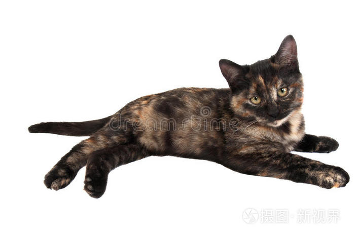 印花布小猫照片 正版商用图片0kchpu 摄图新视界