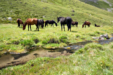 高加索山脉溪流附近草地上的马