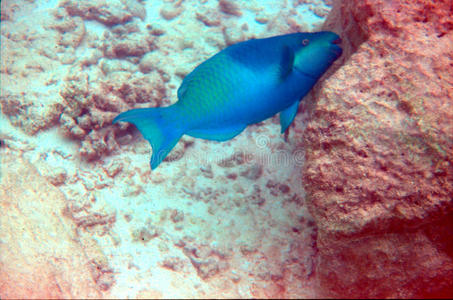 蓝鹦鹉鱼