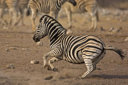 奔跑的斑马照片