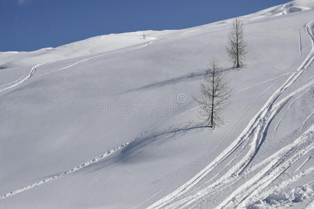 雪坡上的两棵树图片