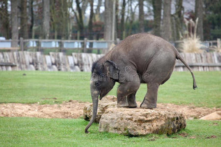 在岩石上玩耍的亚洲象犊