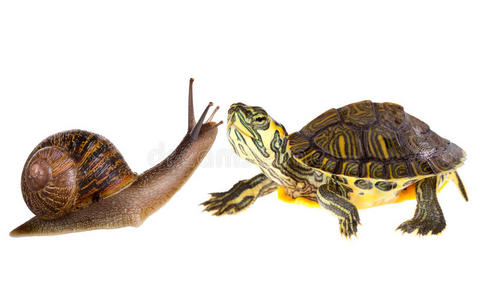 两栖龟蜗牛情