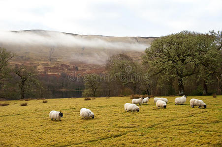苏格兰牧羊