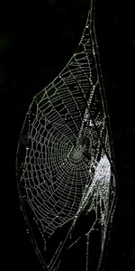 闪闪发光的蜘蛛网
