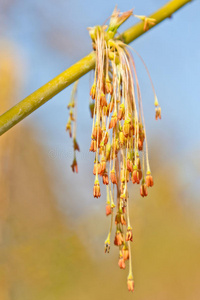 季节 自然 纹理 新的 植物区系 森林 特写镜头 对比 生活