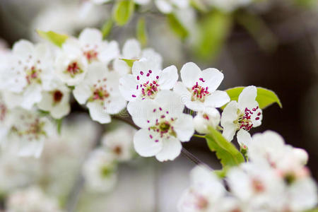 春天开着白花的树
