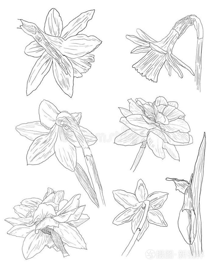 水仙花素描集插画 正版商用图片0kd4ni 摄图新视界