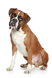 拳击犬肖像