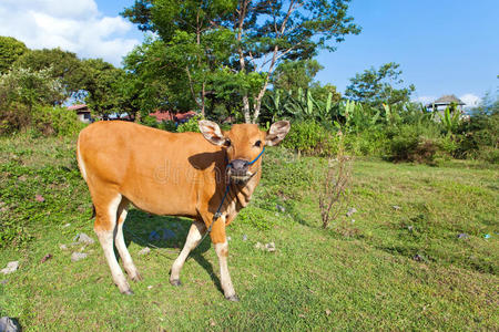 太阳草地上的小牛