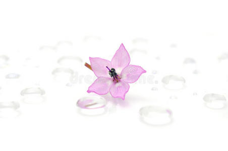 水珠上娇嫩的粉红色花朵图片