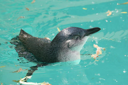 仙女企鹅(小企鹅)照片
