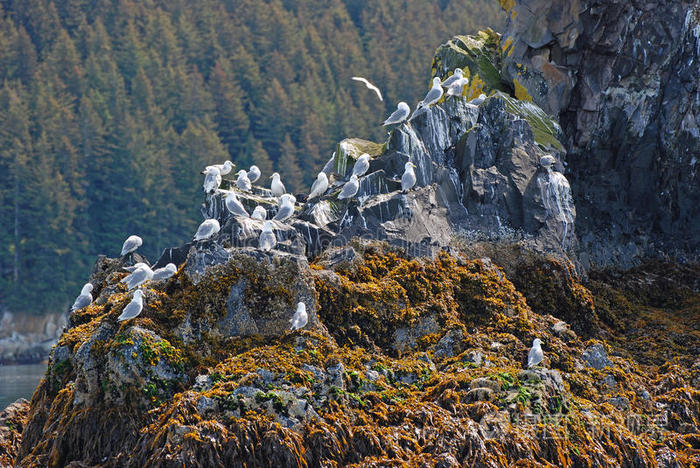 北部塘鹅海雀海鸥岛成群的海鸥迁徙大西洋海雀法恩群岛上的海雀