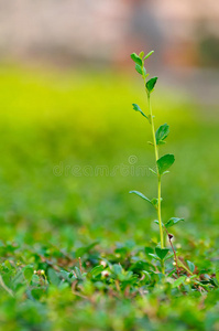 生长植物