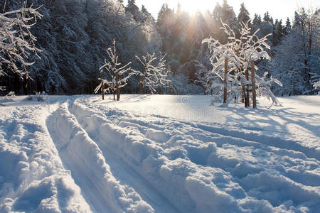 滑雪道和冬季树木