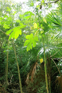 丛林雨林大气绿色背景图片