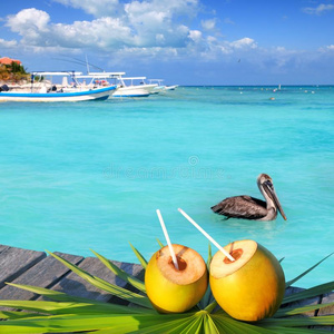 加勒比海新鲜椰子鸡尾酒鹈鹕游泳