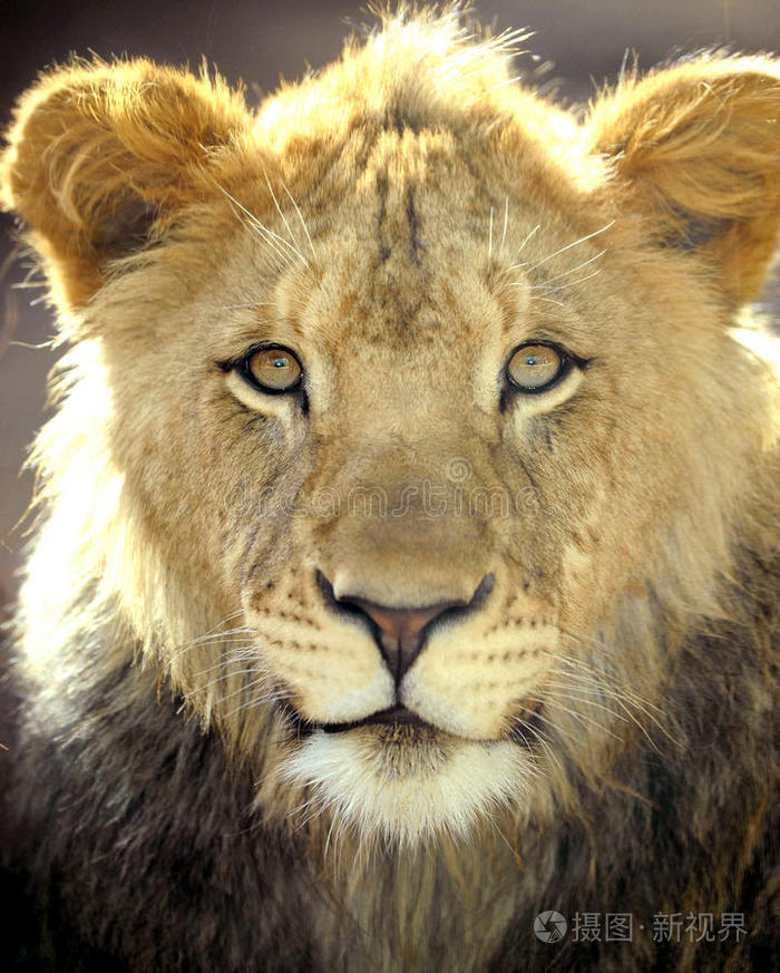 非洲狮全画幅特写大猫
