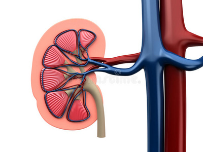 肾横切面图片