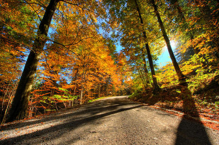 秋天森林的鲜艳色彩
