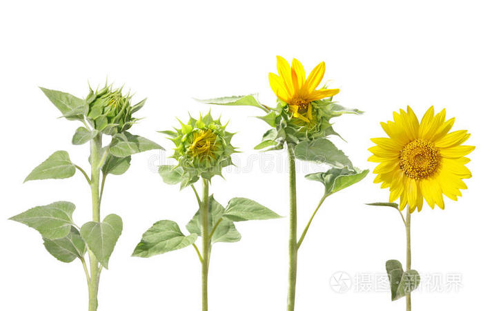 向日葵从萌芽到开花
