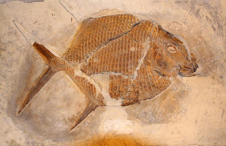鱼骷髅鱼化石照片