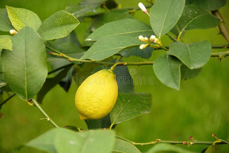 种植 营养 柠檬 开花 水果 食物 生长 分支 植物 重的