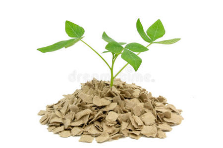 纸造树,树造纸照片