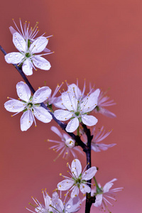 春花樱梅