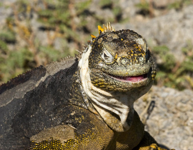 加拉帕戈斯陆地鬣蜥