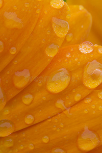 露水的花瓣