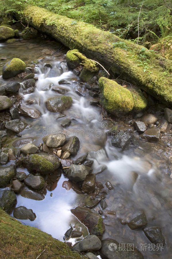 雨林苔藓林底河床