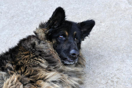 一只灰色德国牧羊犬的肖像。