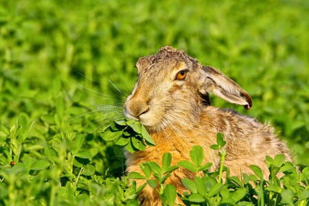 坐着的棕色野兔的肖像